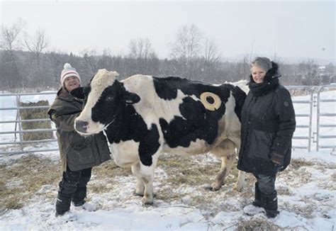 adoption vache à hublot|Maggie dans la capitale western du Québec .